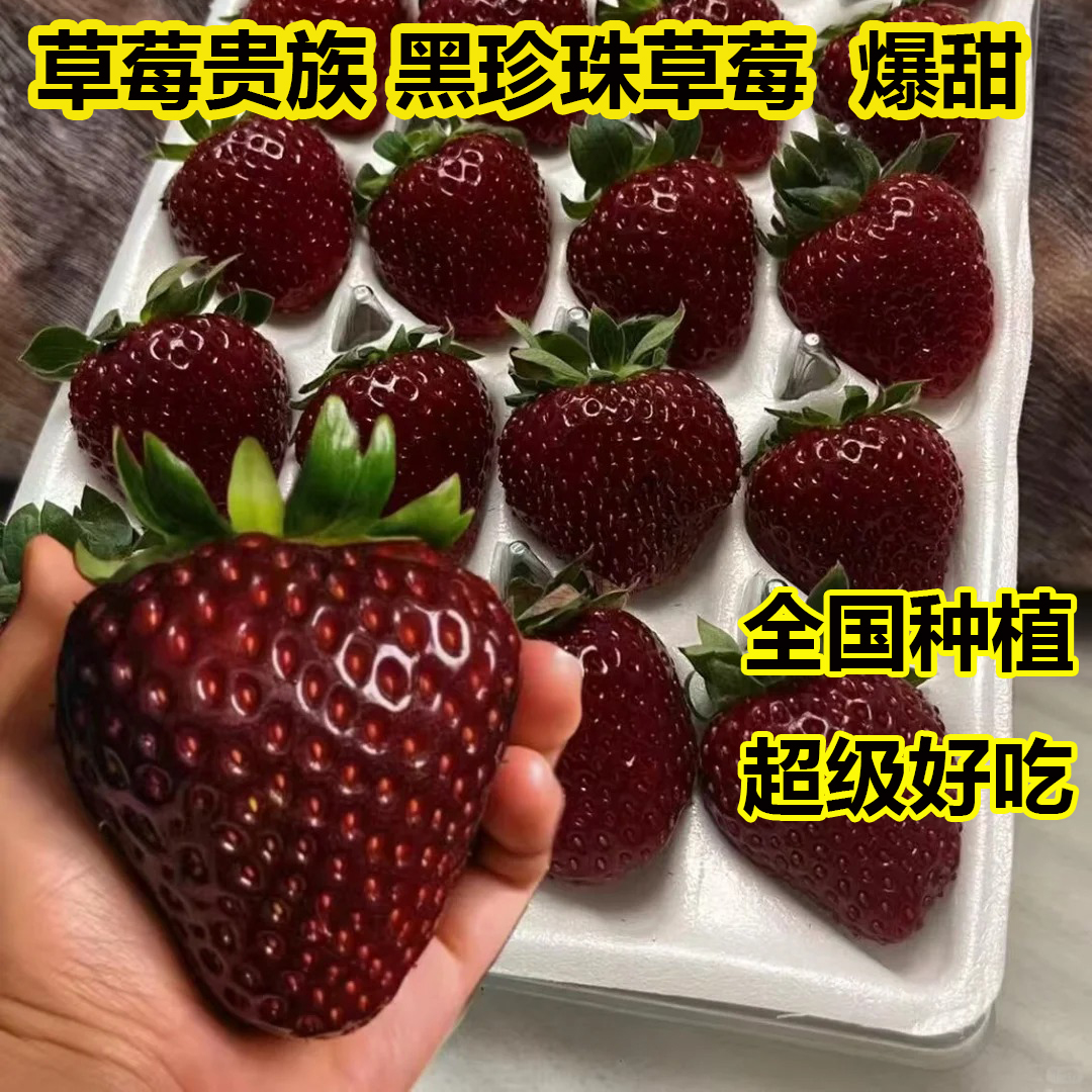 超甜黑珍珠草莓苗四季结果原盆土