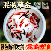 草金鱼活鱼锦鲤鱼苗观赏鱼淡水鱼冷水鱼小型耐活活体小金鱼红草金