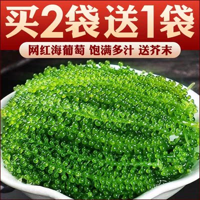 新鲜盐渍海葡萄100g即食长寿菜海藻海菜鱼籽声控海葡萄海藻菜