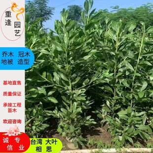 大叶相思台湾相思树苗马占相思造林复绿树山林速生树庭院遮荫常绿