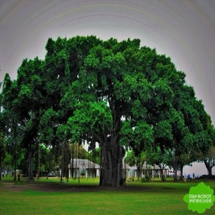 正宗高山榕树小叶榕龙须树苗四季长青树庭院盆栽风景大型遮阳乔木