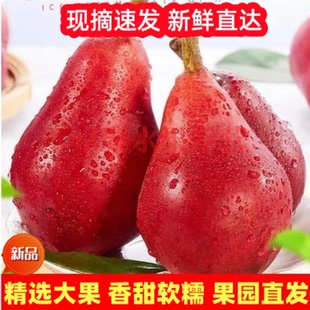 正宗红啤梨新鲜陕西红皮梨子香甜软糯红宝石啤酒梨软梨太婆香水梨