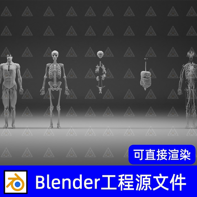blender男性人物解刨模型人体结构骨骼肌肉模型角色3D模型高精度