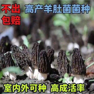 羊肚菌菌种包自种野生菌懒人种植蘑菇金针菇羊肚菌四季高产可食用