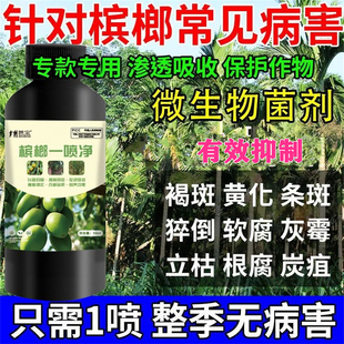 槟榔病害清槟榔专用一喷净炭疽病黄化病茎腐病黄叶干尖病菌抑制剂