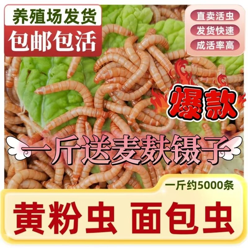 一斤面包虫送麦麸镊子活体活饵黄粉虫蛋白虫宠物活体饲料钓鱼饵料