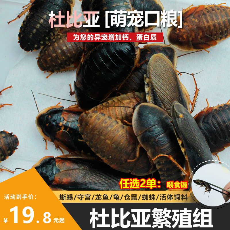 杜比亚蟑螂幼体成体繁殖活体饵料