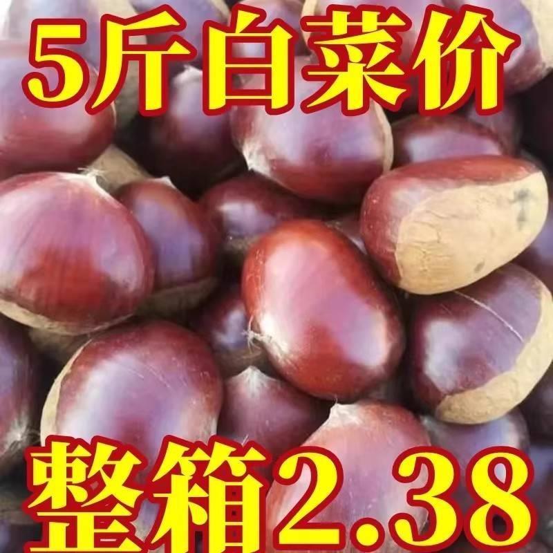 板栗生新鲜栗子野生建瓯锥栗圆栗毛栗子尖栗子油栗农家现摘5斤装