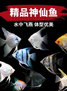 神仙鱼活鱼大型燕鱼秘鲁三色热带观赏鱼小型淡水好养七彩神仙鱼苗