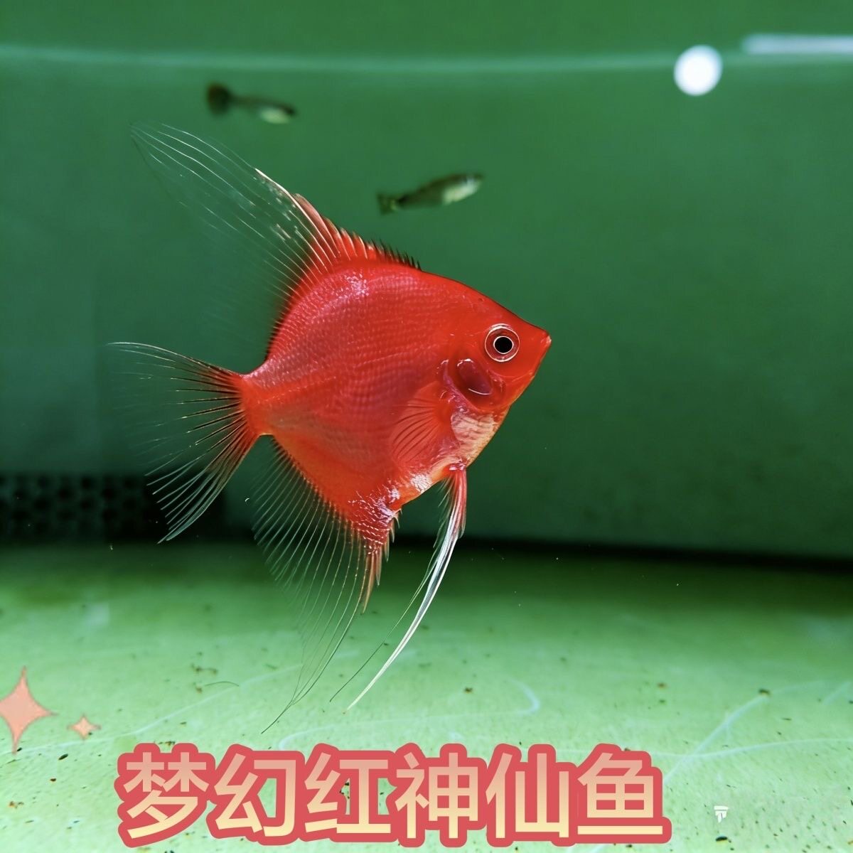 红魔鬼神仙鱼燕鱼淡水神仙净版红眼热带小型热带鱼熊猫观赏鱼活体