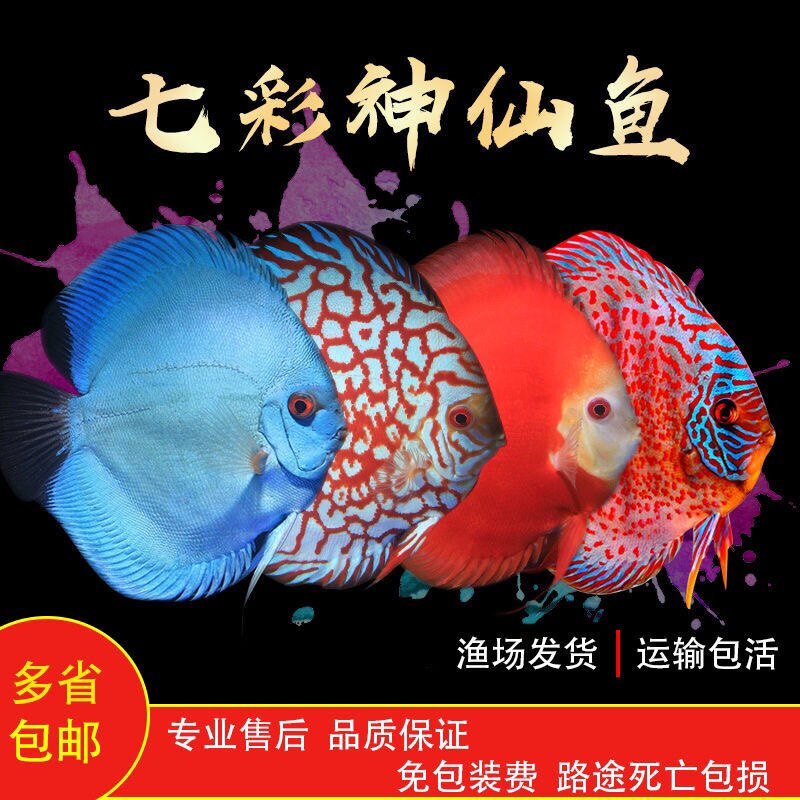 七彩神仙鱼观赏鱼清仓热带鱼淡水鱼苗好养孔雀金鱼宠物鱼蝴蝶