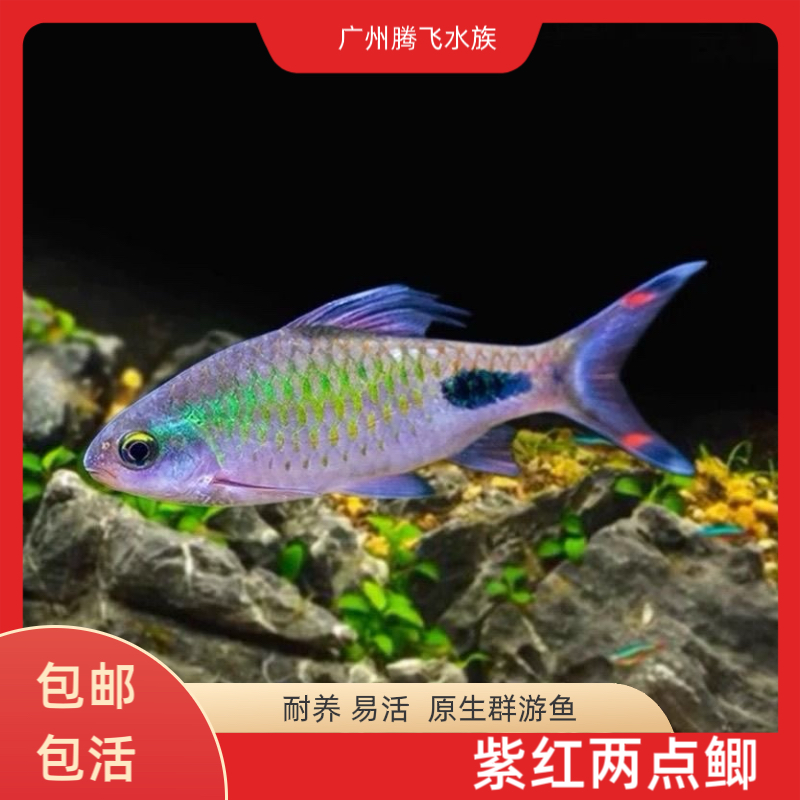 紫红两点鲫热带鱼观赏鱼彩虹钻石鲫黑影道人淡水草缸小型鱼活体