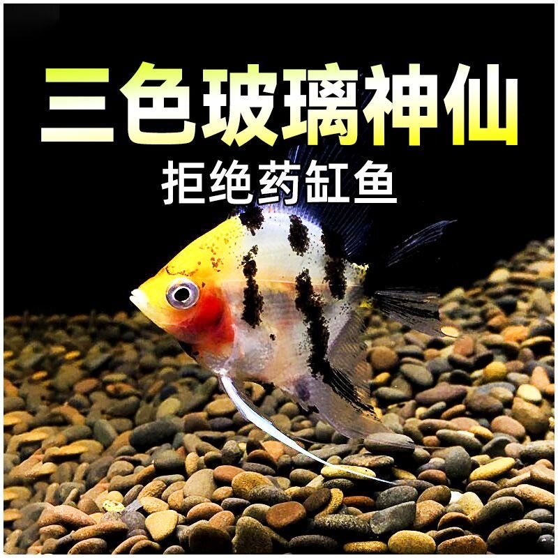 三色玻璃神仙鱼热带观赏鱼燕鱼秘鲁七彩红头玻璃好养耐活鱼