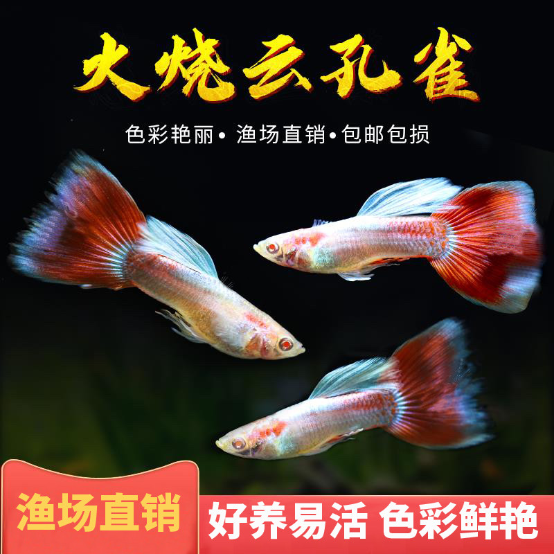 火烧云孔雀鱼热带观赏鱼小型淡水好养耐活精品孔雀凤尾鱼胎生鱼苗