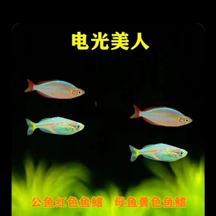 电光美人鱼热带观赏鱼小型活体淡水宠物好养易活群游草缸鱼可混养