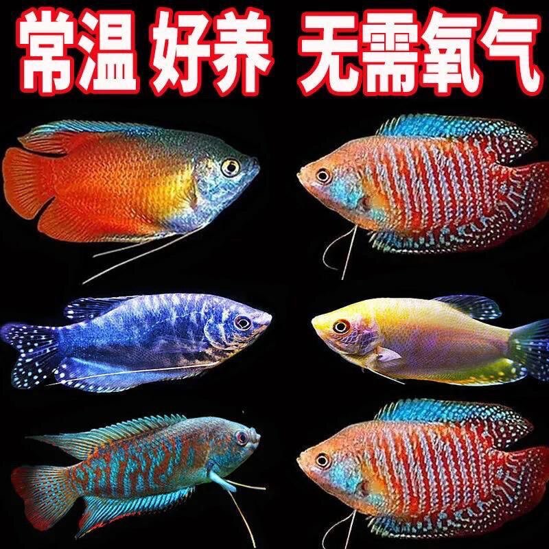 黄蓝曼龙鱼活体曼龙吃蛋白虫珍珠马甲五彩丽丽鱼热带鱼观赏淡水鱼