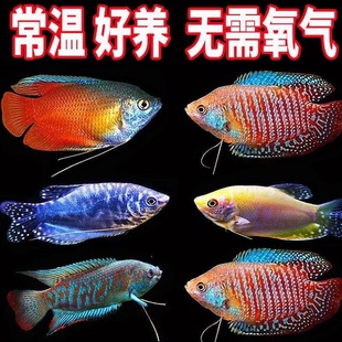 黄蓝曼龙鱼活体曼龙吃蛋白虫珍珠马甲五彩丽丽鱼热带鱼观赏淡水鱼