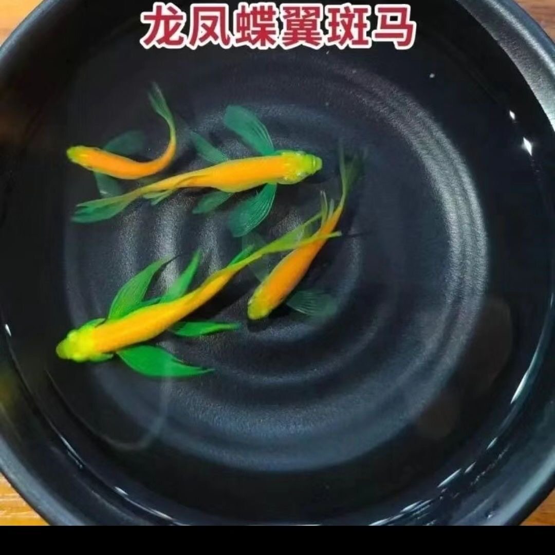 【龙凤】稀有龙凤蝶翼斑马鱼长尾长鳍热带观赏鱼好养耐活活体群游