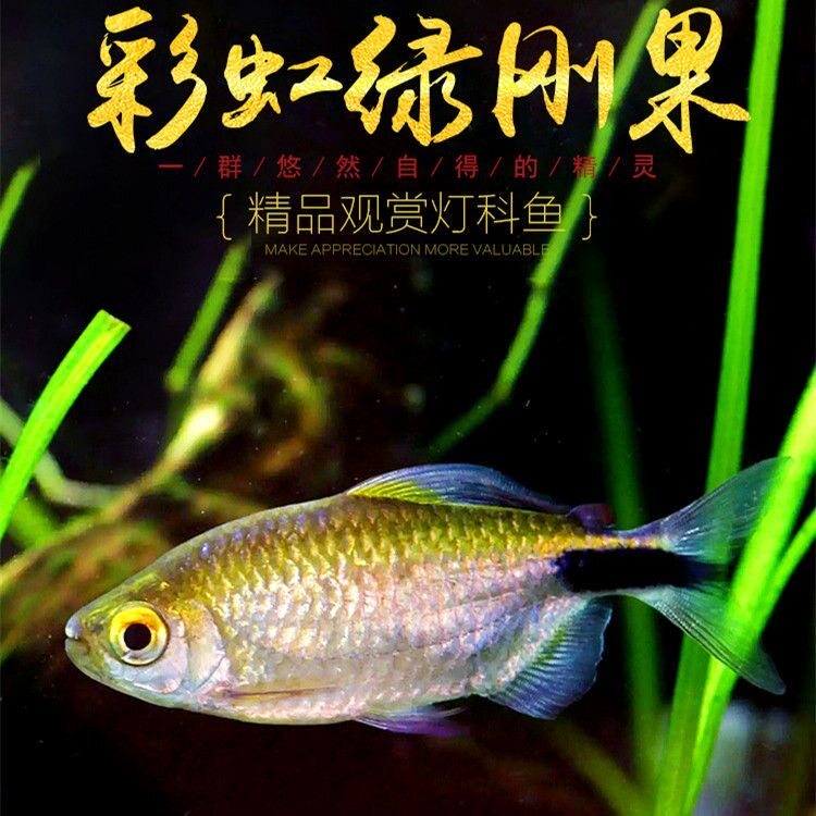 彩虹绿刚果鱼热带鱼非洲进口淡水鱼观赏鱼草缸群游活体包邮包损