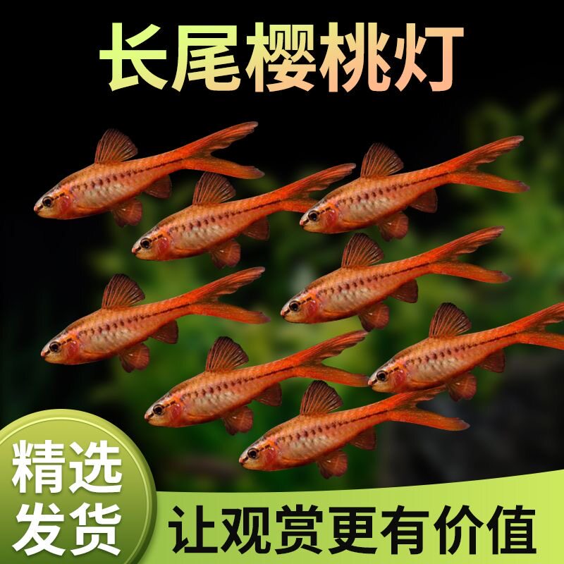 长尾樱桃灯鱼红玫瑰鱼草缸精灵小型鱼活体热带观赏鱼灯科鱼包邮