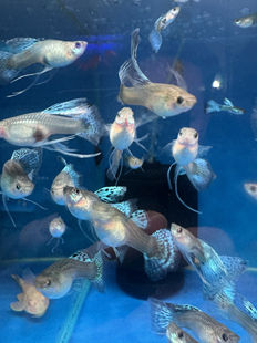 蓝草孔雀鱼精品台湾燕尾兰草尾大C缎带活体观赏鱼热带鱼凤尾种鱼