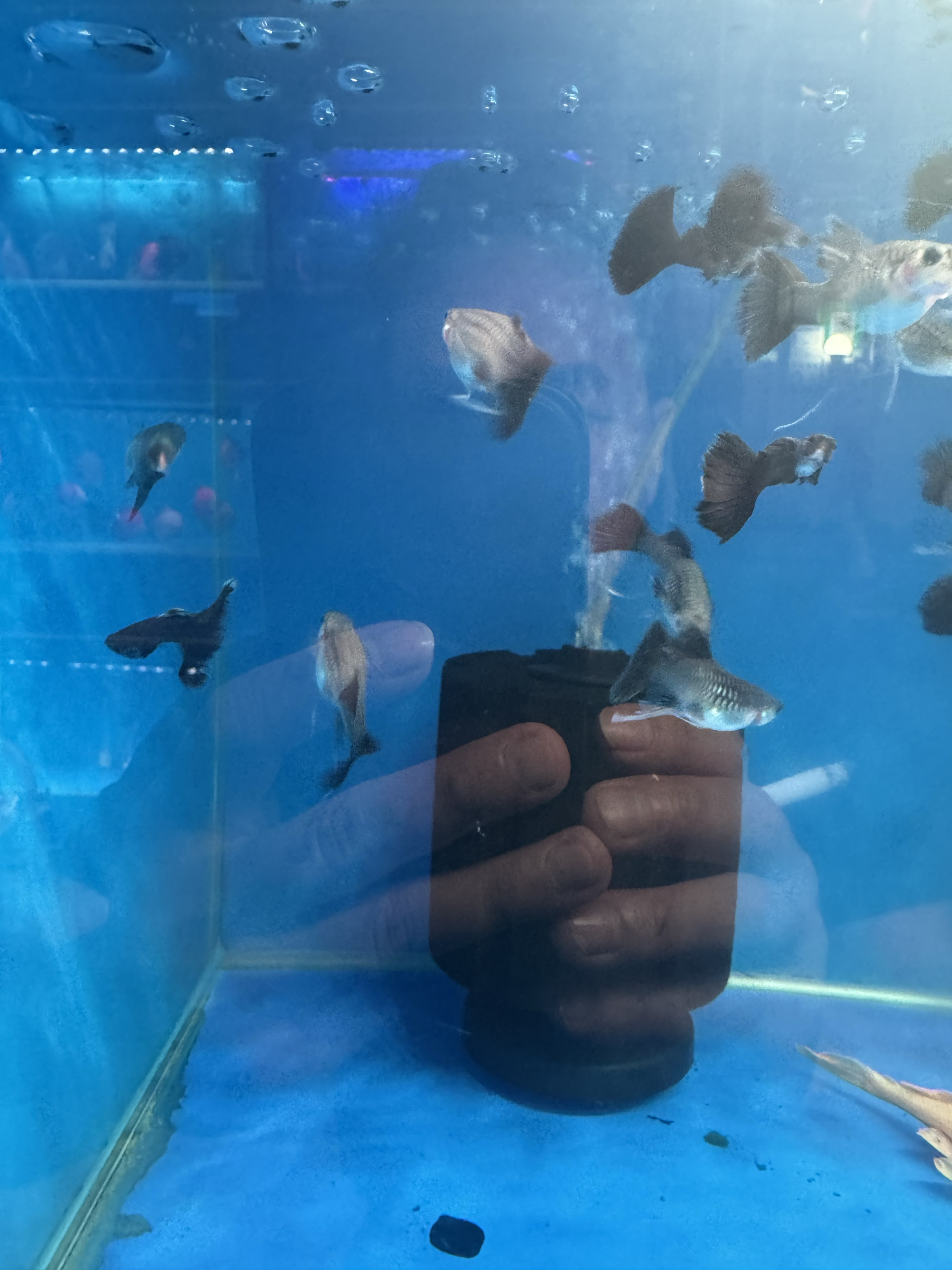 墨蓝莫斯科兰进口孔雀鱼墨兰观赏精品赛线种鱼精品胎生小型热带鱼