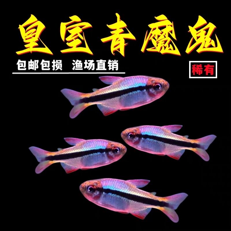 皇室青魔鬼灯鱼热带鱼草缸群游高端南美七彩魔鬼鱼巴西进口鱼活体