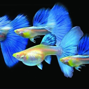 孔雀鱼纯种天空蓝缎带蝶翼大C种鱼蓝白燕尾热带观天空蓝孔雀鱼