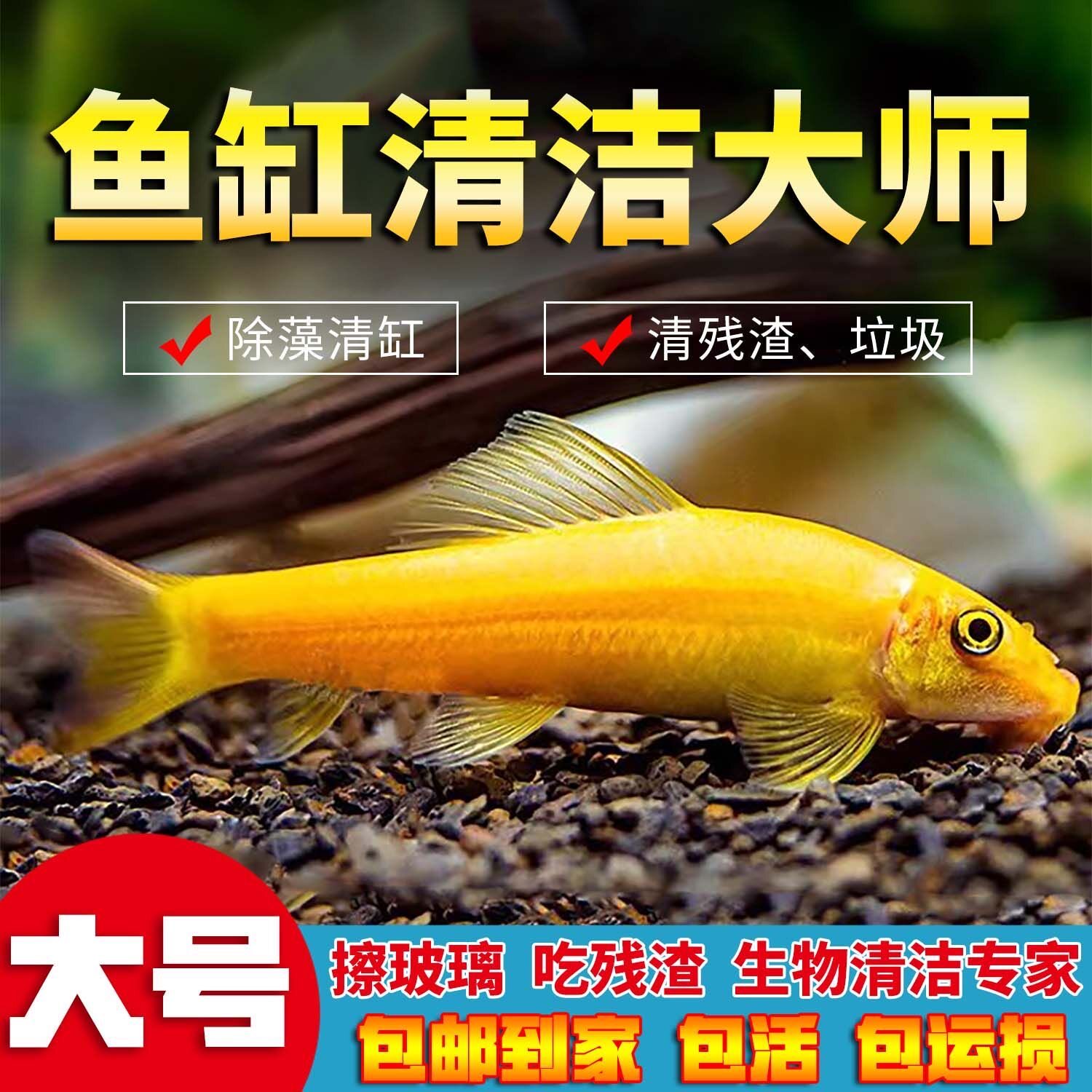 金苔鼠鱼吃鱼缸青苔垃圾除藻工具鱼淡水鱼小型热带观赏鱼吃垃圾鱼