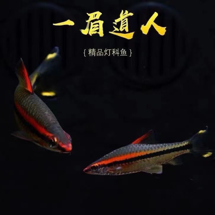 黄化一眉道人鱼红眉灯科鱼小型淡水草缸群游好养热带观赏鱼苗活体