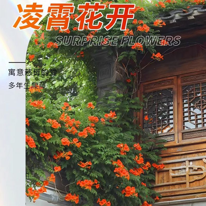 庭院美国凌霄花苗爬藤植物俄罗斯绣球/木绣球/圆锥乔