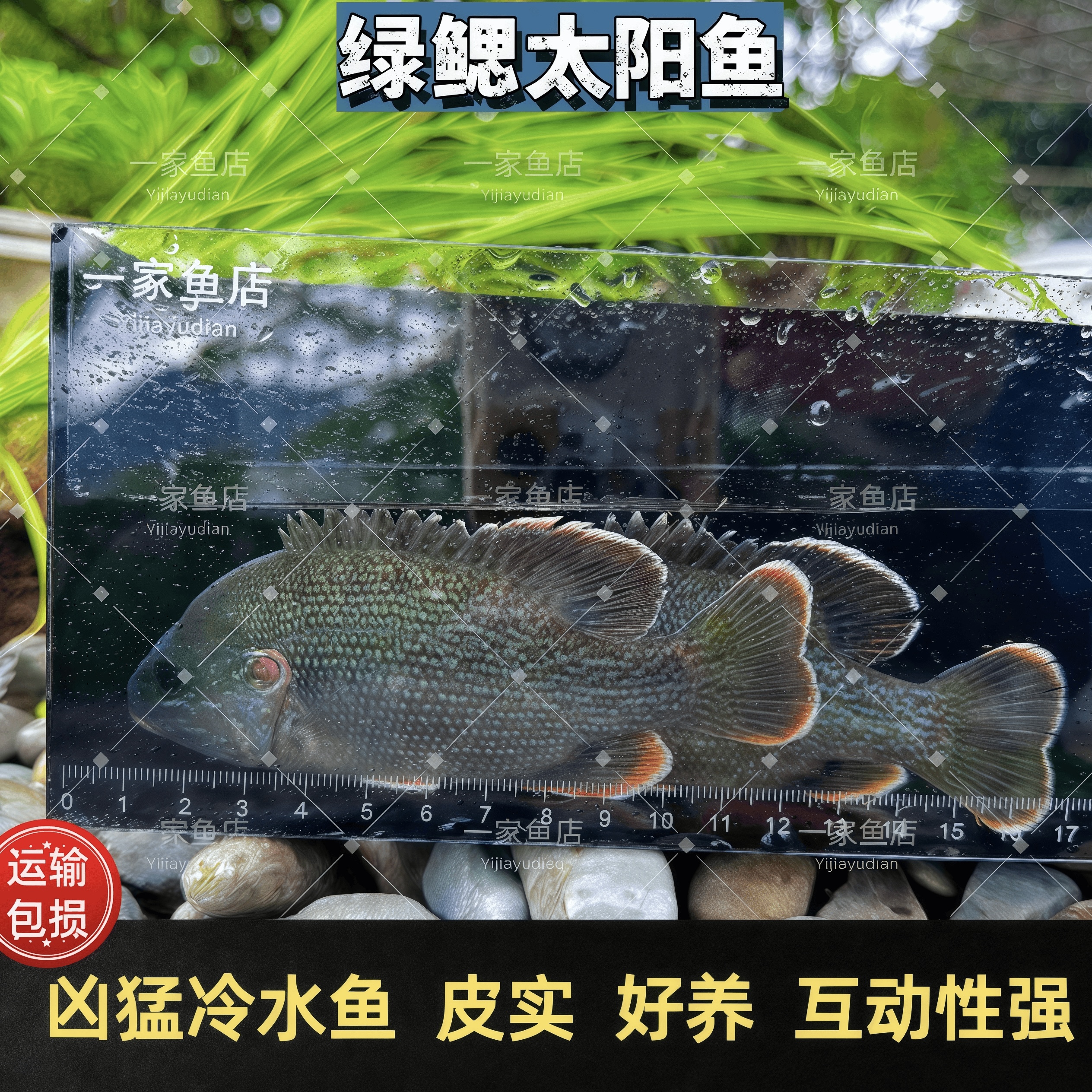 冷水凶猛肉食性太阳鲈鱼原生观赏太阳鱼不加温小型鱼苗广温淡水鱼