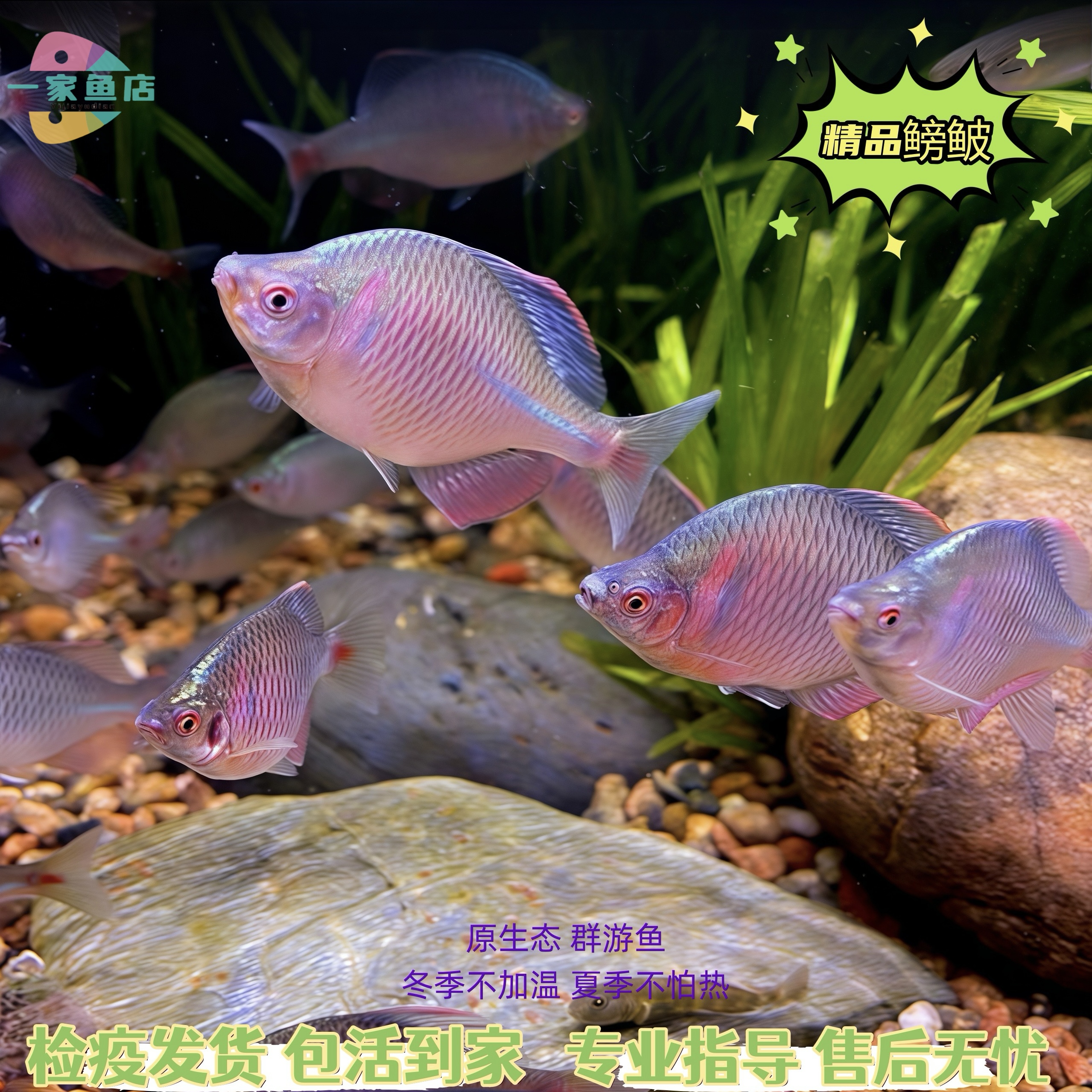 原生好养七彩鳑鲏鱼淡水鱼除藻群游旁皮鱼冷水鱼活体小型观赏鱼苗