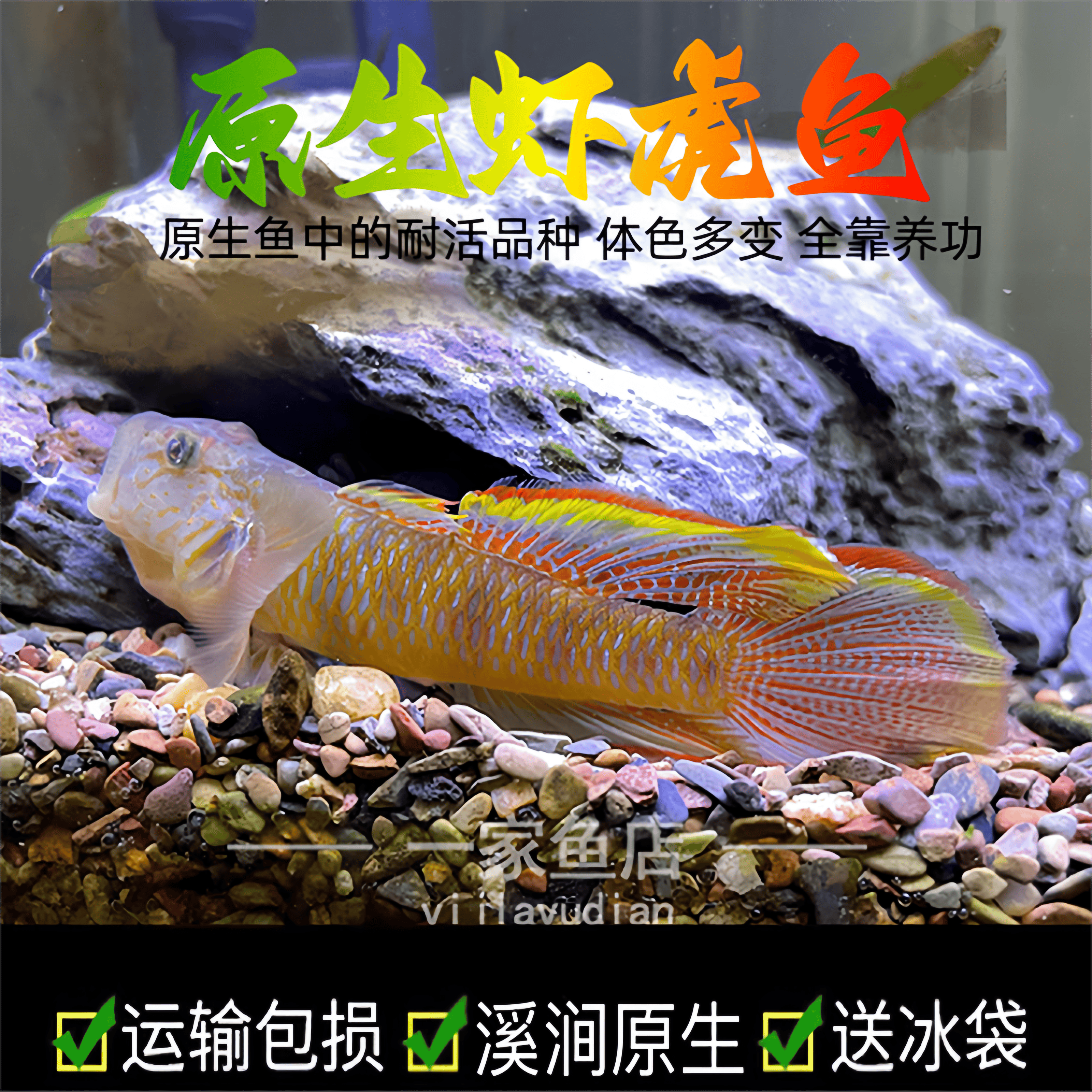 原生溪流子陵虾虎鱼好养耐活水底宠物观赏鱼底层小型冷水鱼淡水鱼