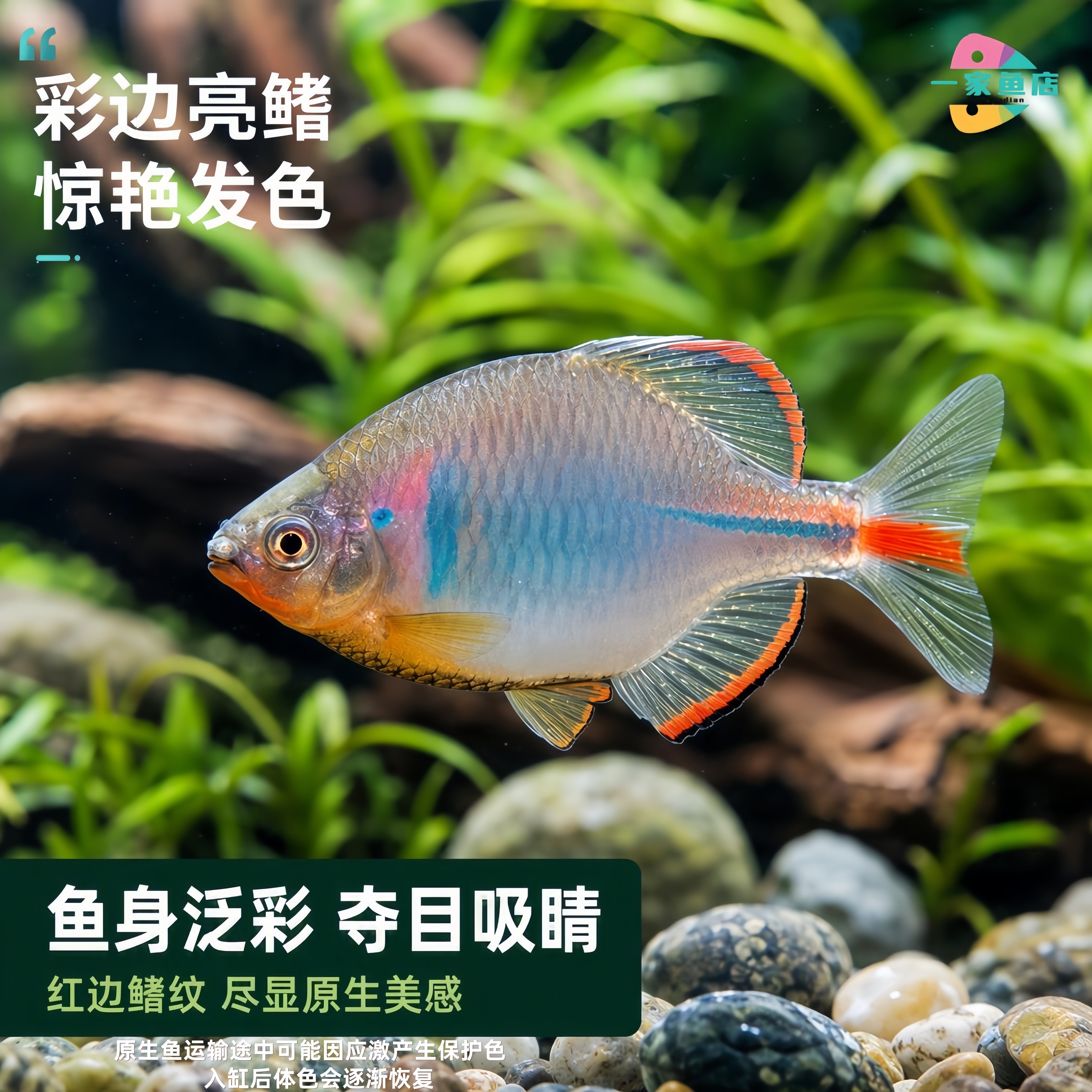 中华彩石鳑鲏鱼原生溪流高体旁皮鱼群游除藻工具冷水鱼温顺观赏鱼