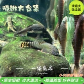 双吸盘原生吸鳅鱼冷水清道夫贵州爬岩鳅琵琶鱼淡水除藻工具观赏鱼