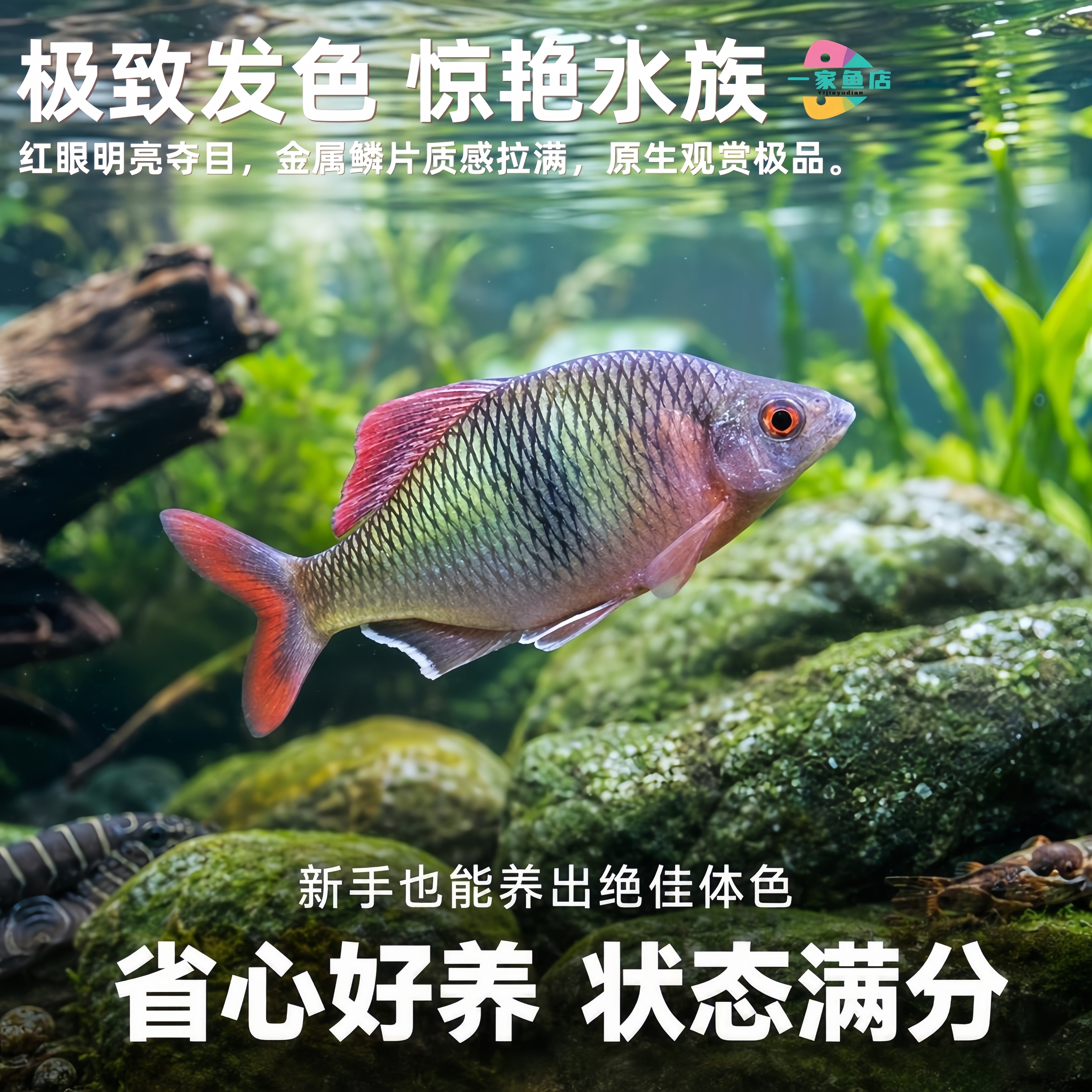 原生冷水观赏鱼赤瞳鱊活体好养耐活性格温顺淡水鱼群游除藻鳑鲏鱼