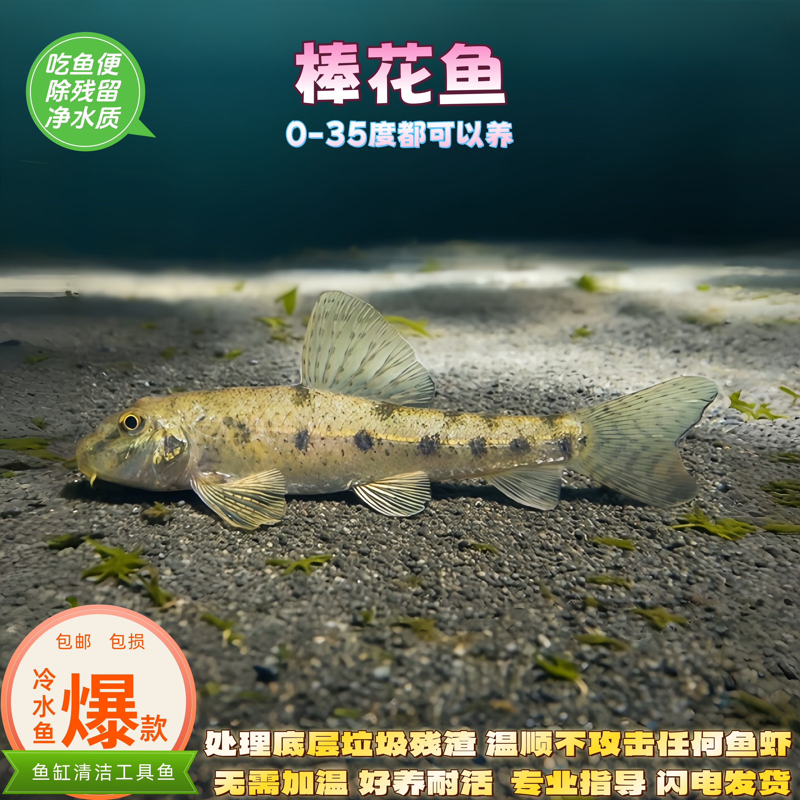 原生棒花鱼似鮈建德小鳔鮈除藻吃鱼便残渣清洁工具鱼冷水鱼清道夫