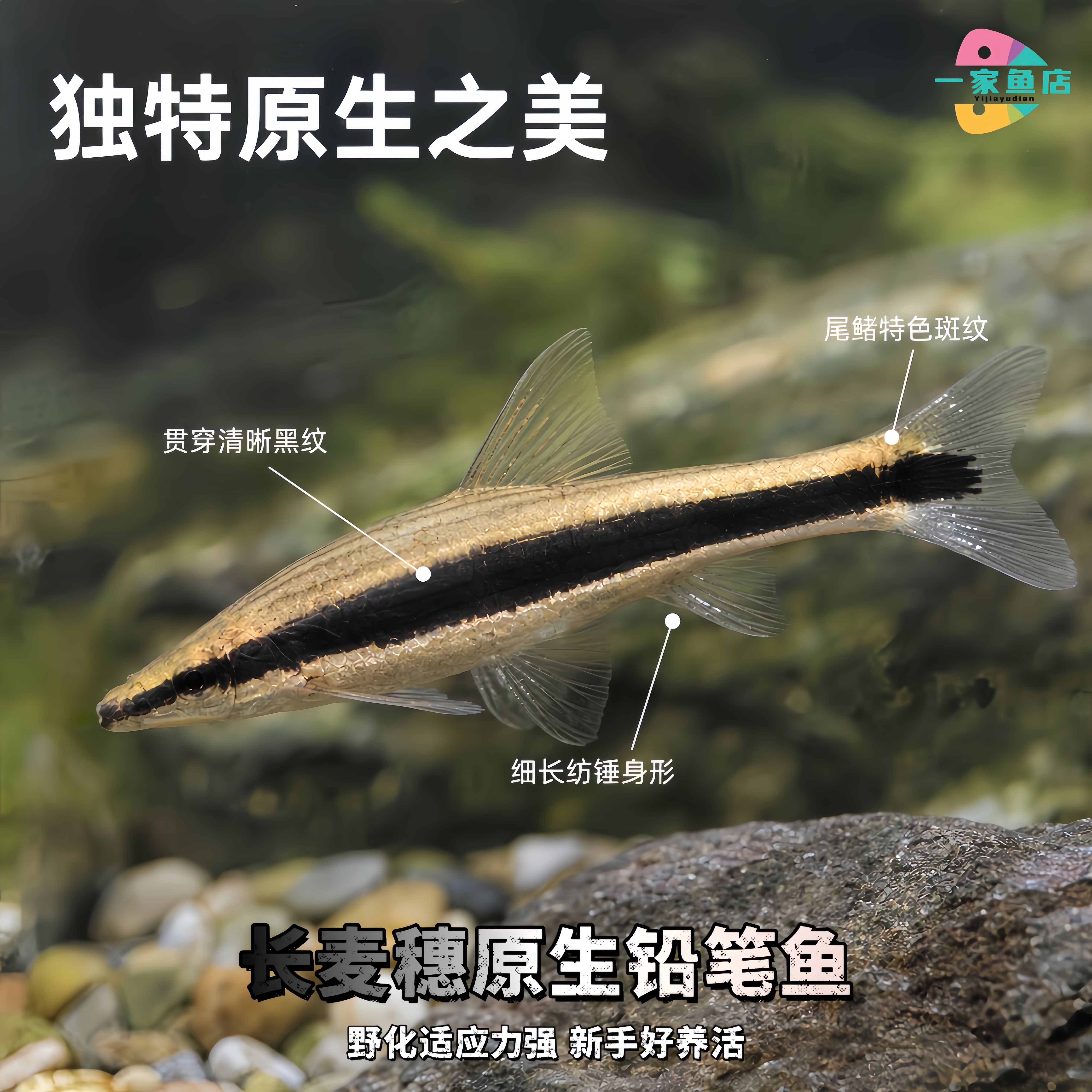 原生溪流好养耐活铅笔长麦穗稀有墨笔鱼淡水冷水活体观赏群游鱼苗