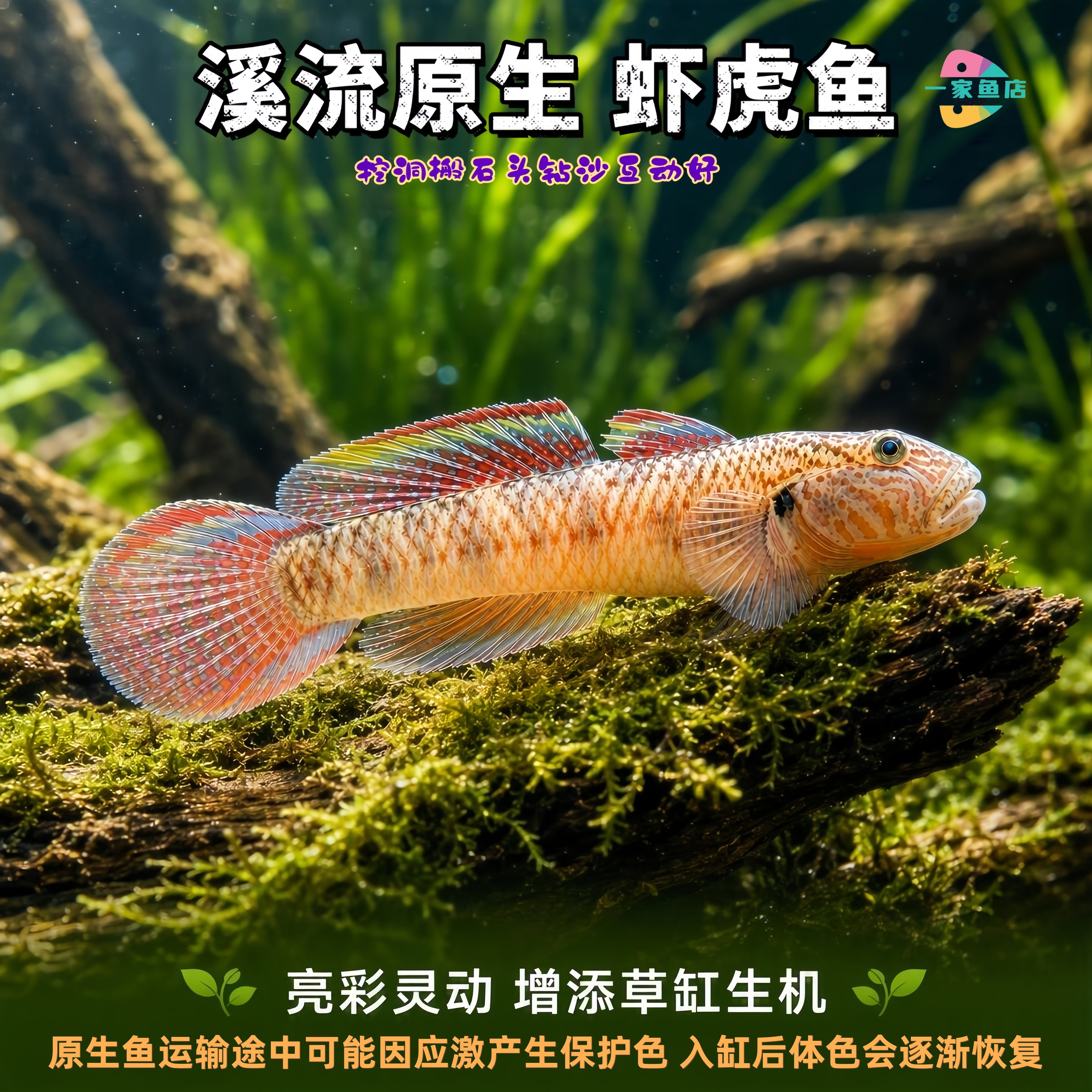 原生溪流好养耐活子陵虾虎鱼水底宠物观赏鱼底层小型冷水鱼淡水鱼