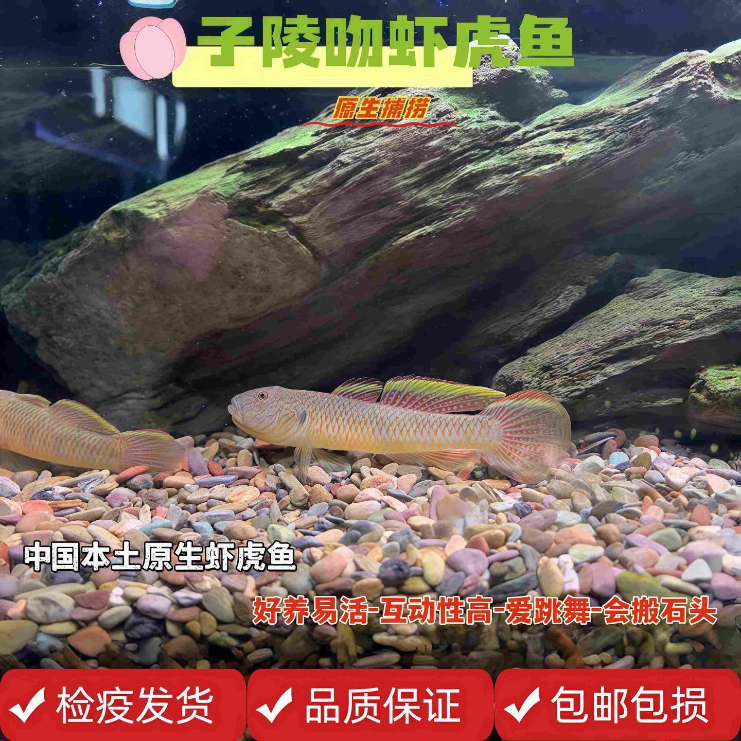 溪流原生子陵虾虎鱼红神农淡水冷水好养耐活互动小型虾虎观赏鱼苗