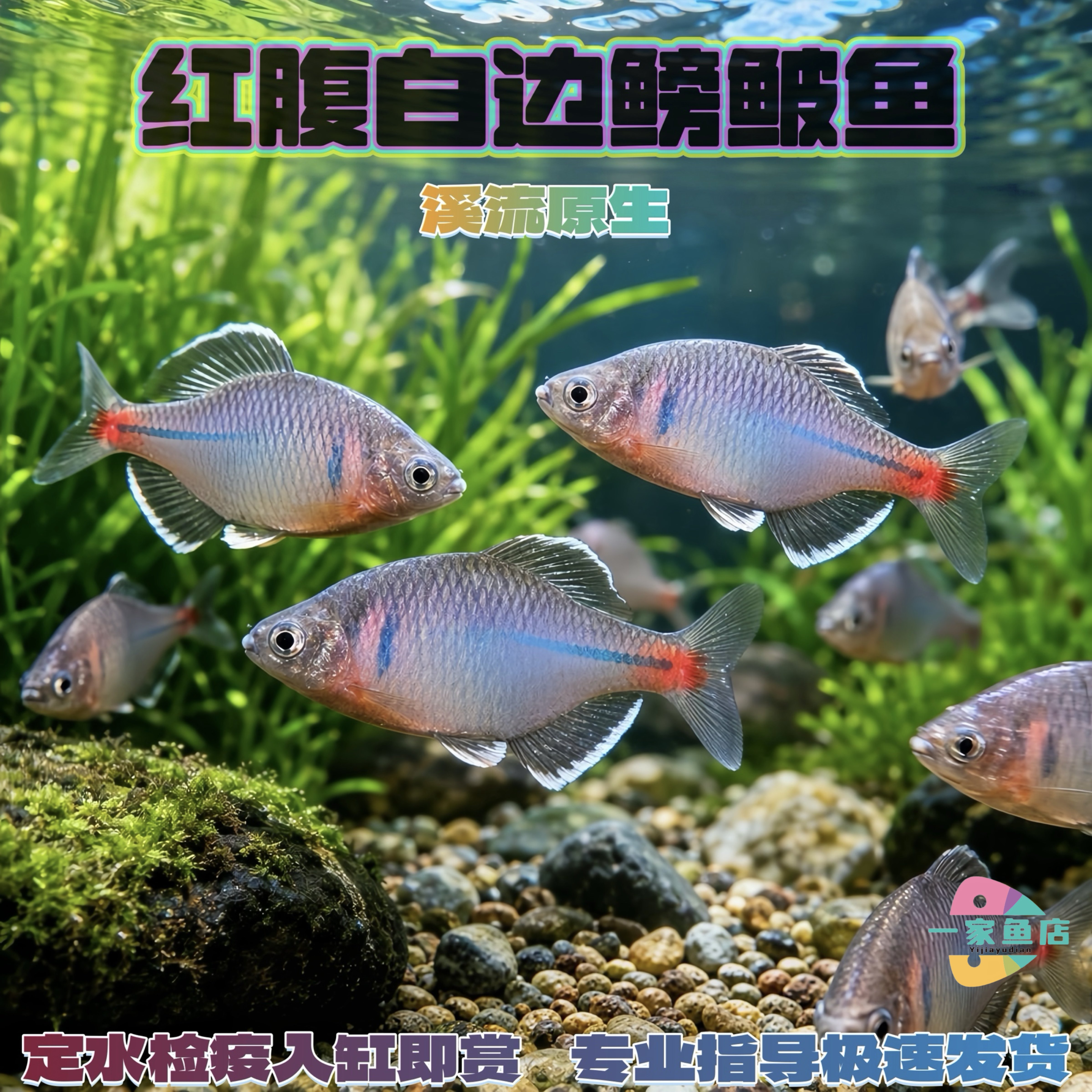 溪流红腹白边鳑鲏鱼冷水观赏鱼新手好养耐活群游除藻活体旁皮鱼苗
