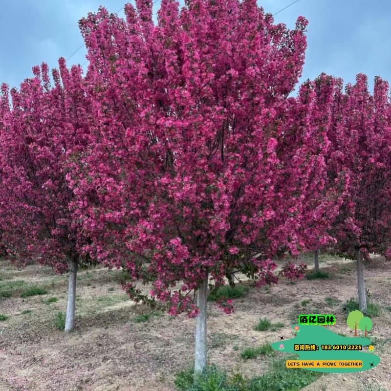 绿化苗木 西府海棠 垂丝海棠 北美海棠树苗 海棠花苗 高杆海棠苗