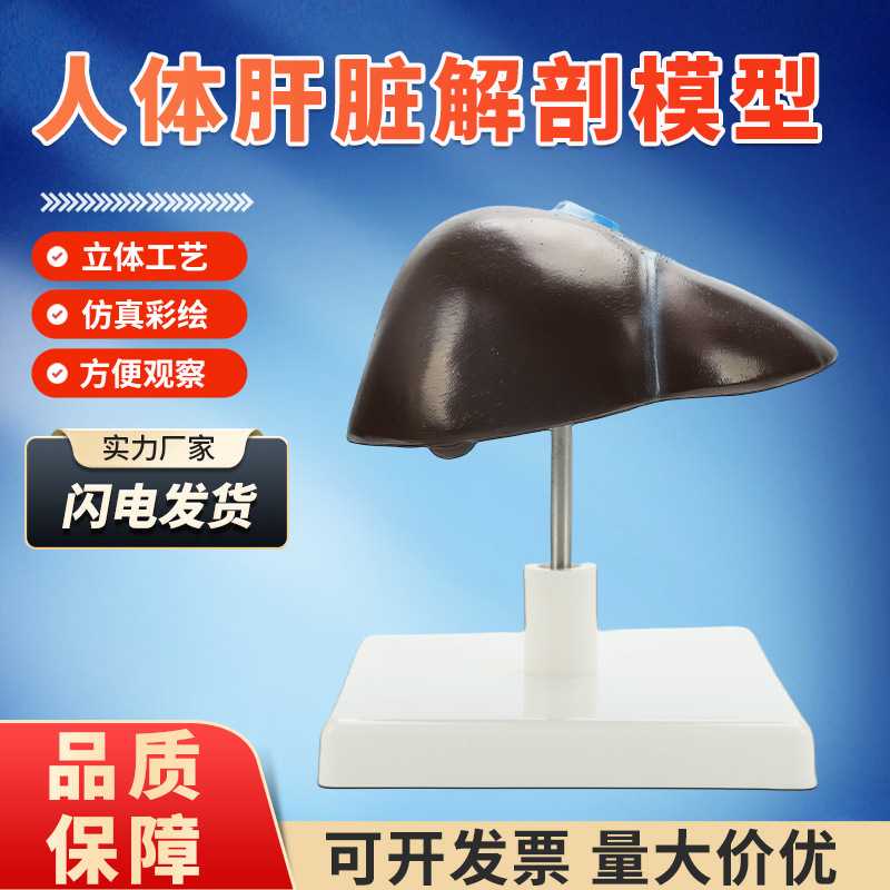 教学人体肝脏解剖模型肝门血管叶肝胆囊胆管构造医学内脏器官模型