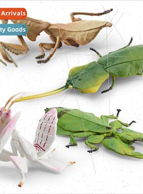 Orchid Mantis Sphynx Leafback Mantis Dead Leaf Mantis Giant