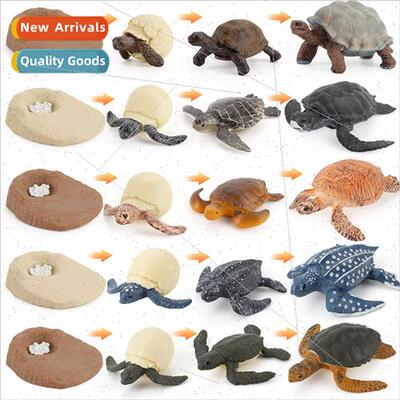Sea Turtle Growth Cycle Model Terrapin Elephant Turtle fe St