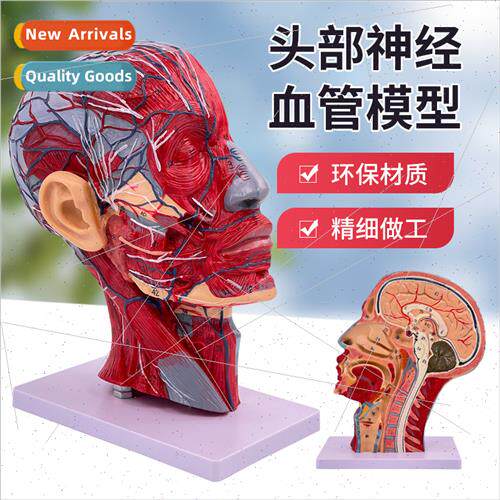 Human Head Medical Anatomy Skull wh Muscle Neurovascular Mod