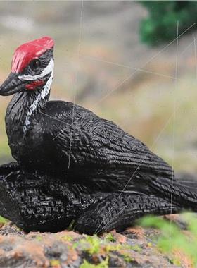 mulation large phoenix head? Bonded quail Longli Baishui ol