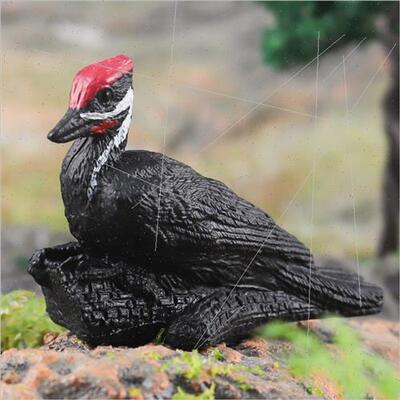 mulation large phoenix head? Bonded quail Longli Baishui ol