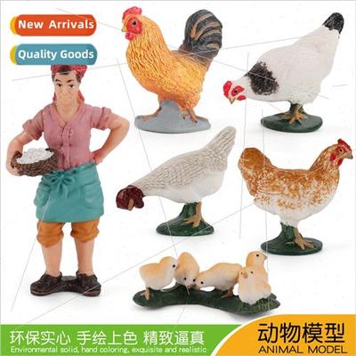 Pecking rice rooster feeding chickens farmer wife chick floc